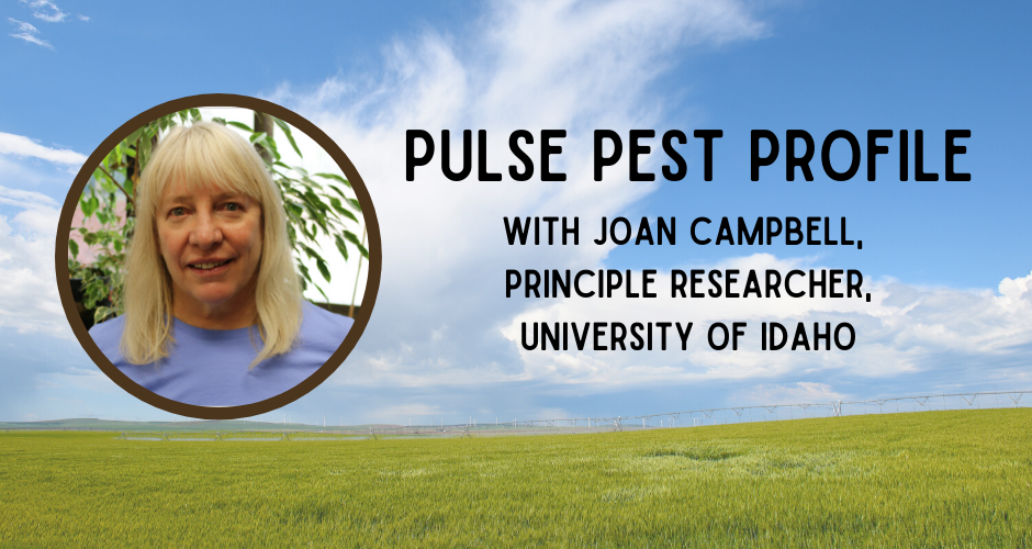 Pulse Pest Profile with Joan Campbell, Principle Researcher at the University of Idaho in Moscow