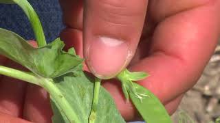 2017_11_29 Pea Aphids and the Aphid Tracker Video