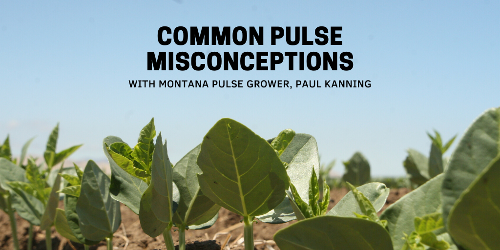 Common Pulse Misconceptions, According to a Montana Pulse Grower