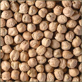 Chickpea, Kabuli