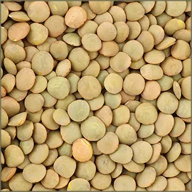 Green Lentils