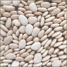 Large Lima Beans