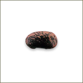 Scarlet Runner Beans