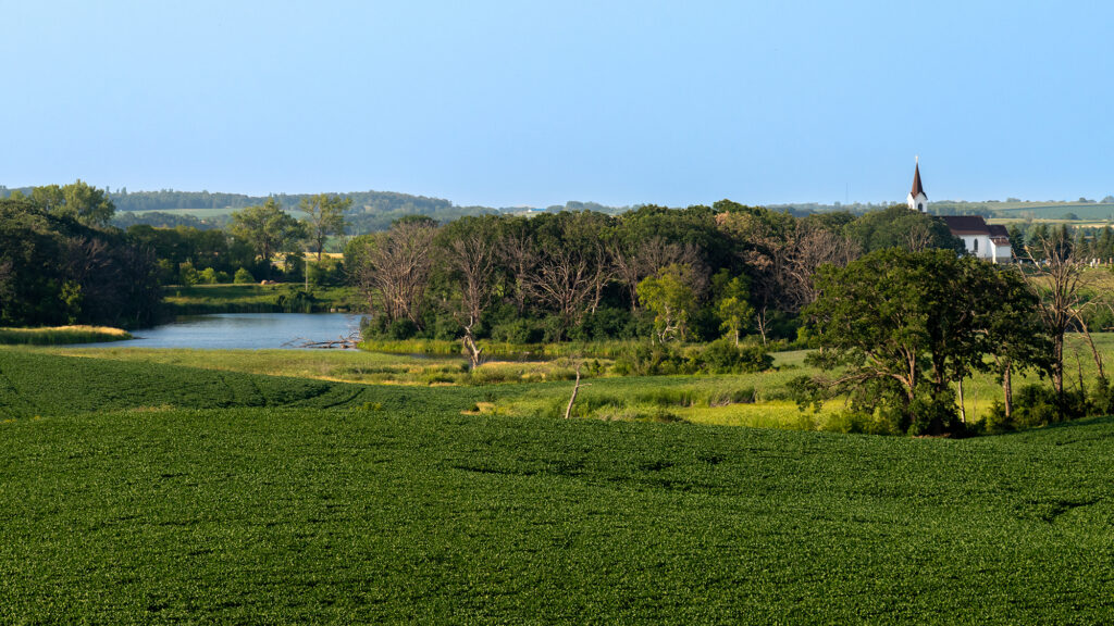 Midwest Dry Bean Field