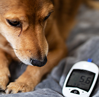 Steady blood sugar levels